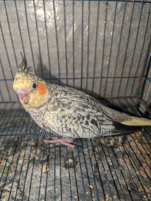 Cinnamon Cockatiel