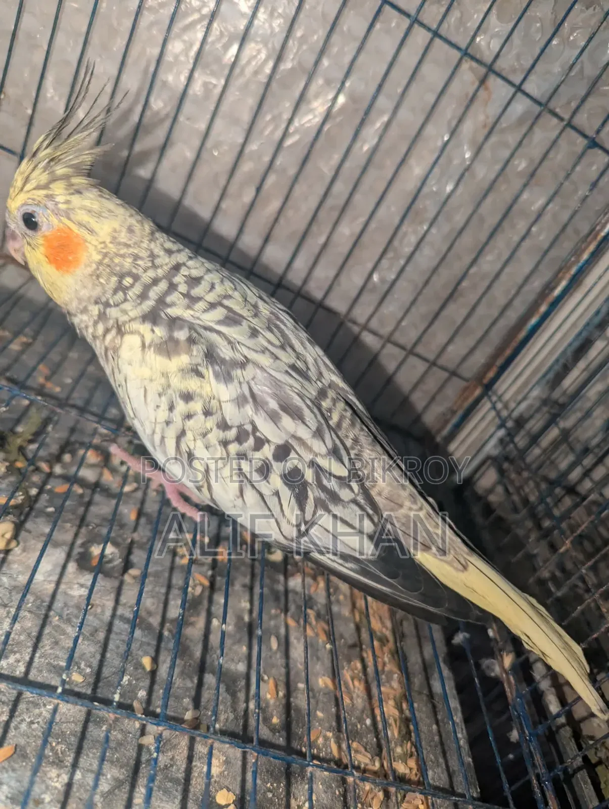 Cinnamon Cockatiel
