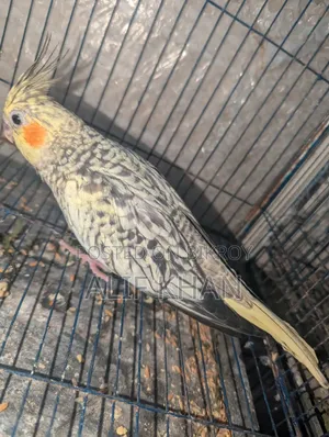Cinnamon Cockatiel