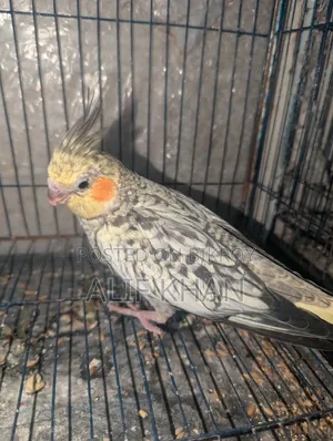 Cinnamon Cockatiel