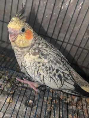 Cinnamon Cockatiel