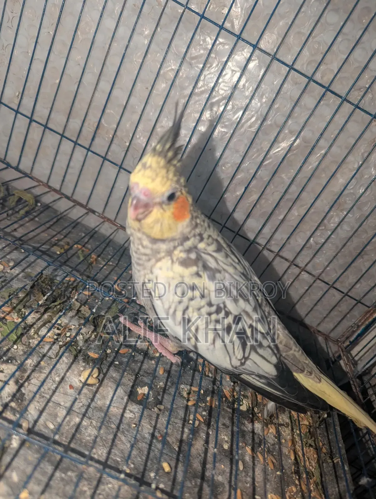 Cinnamon Cockatiel