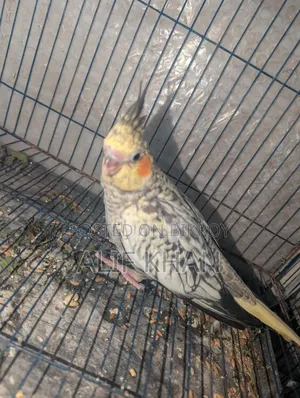 Cinnamon Cockatiel