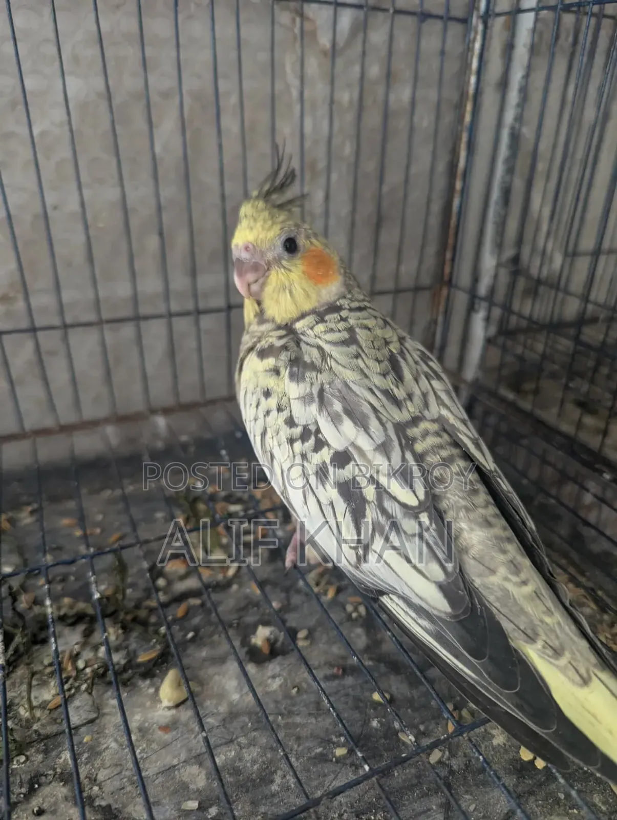 Cinnamon Cockatiel