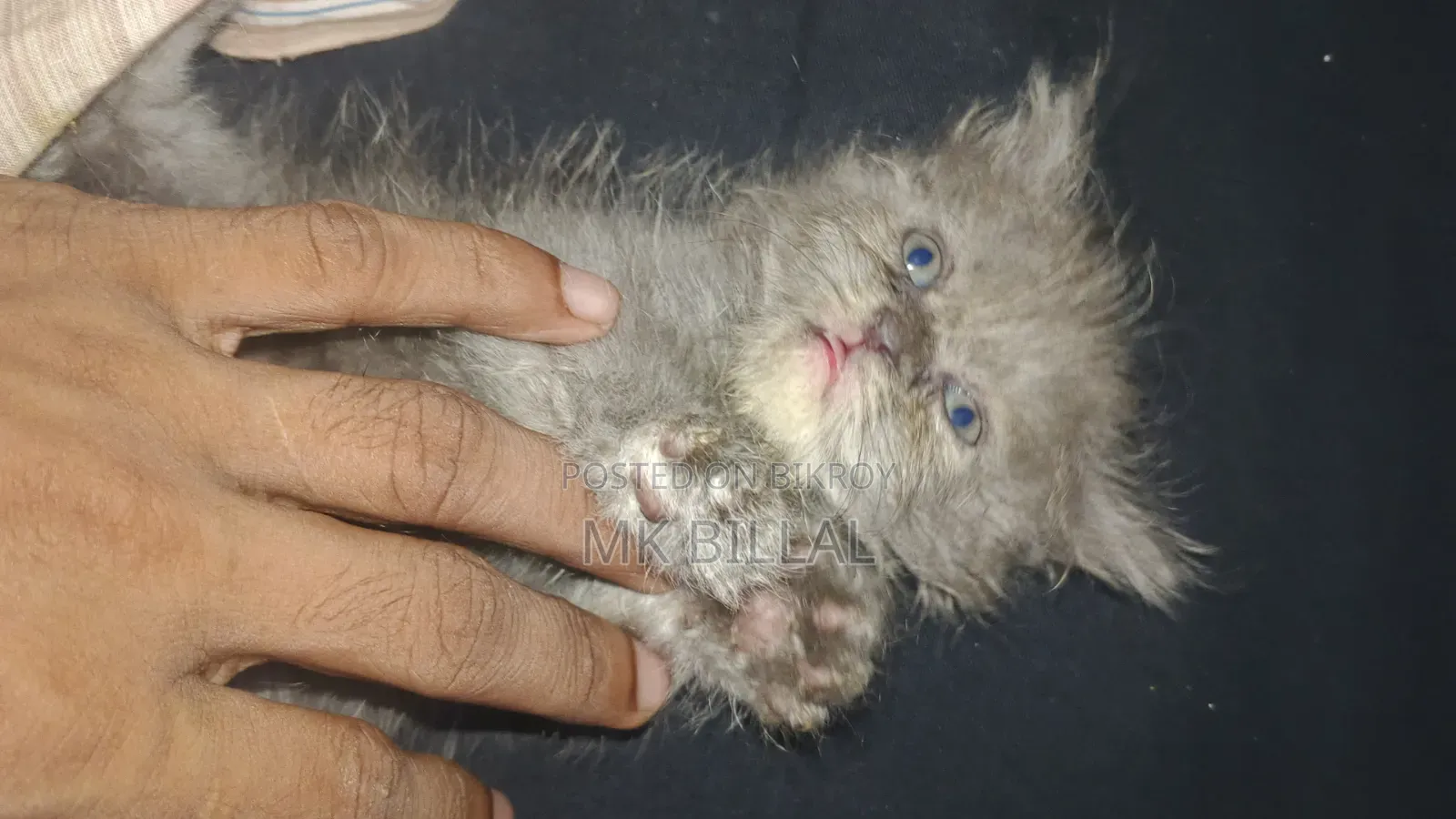0-1 Month Female Purebred Persian