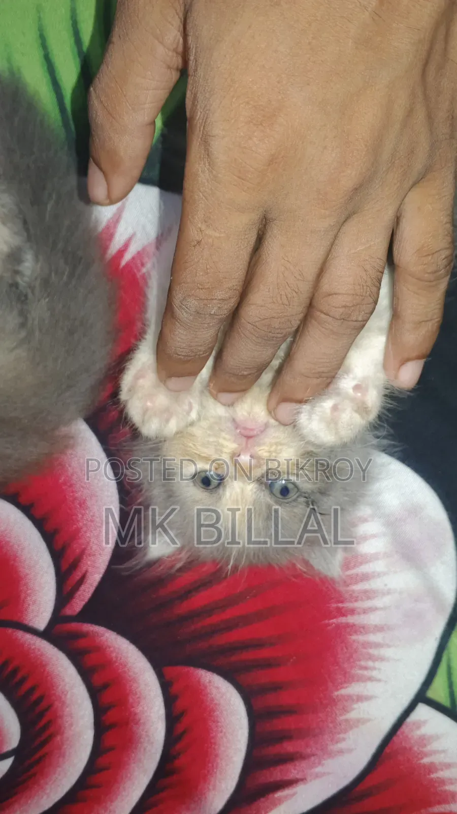 0-1 Month Female Purebred Persian
