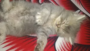 0-1 Month Female Purebred Persian