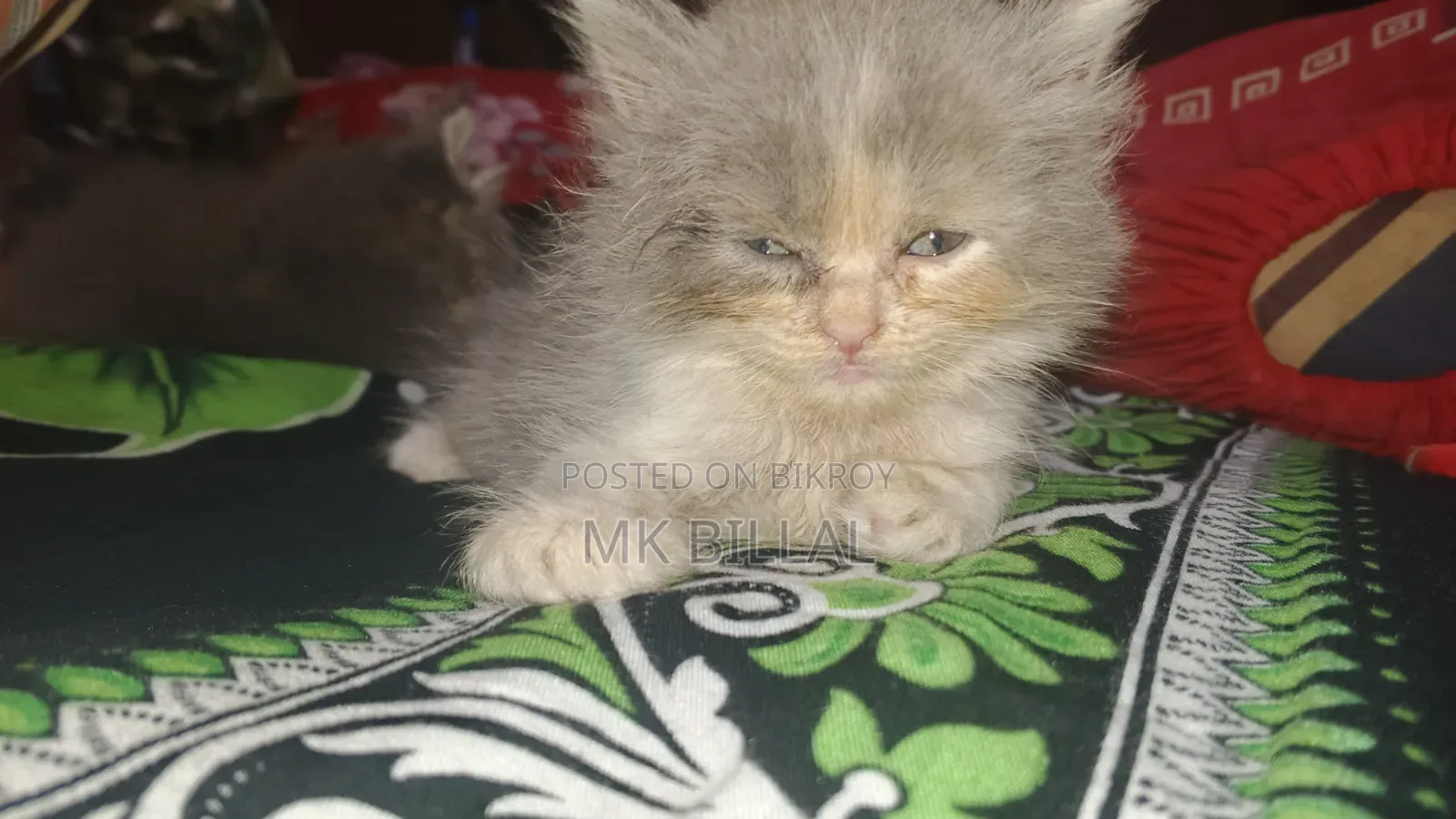 0-1 Month Female Purebred Persian