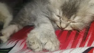 0-1 Month Female Purebred Persian