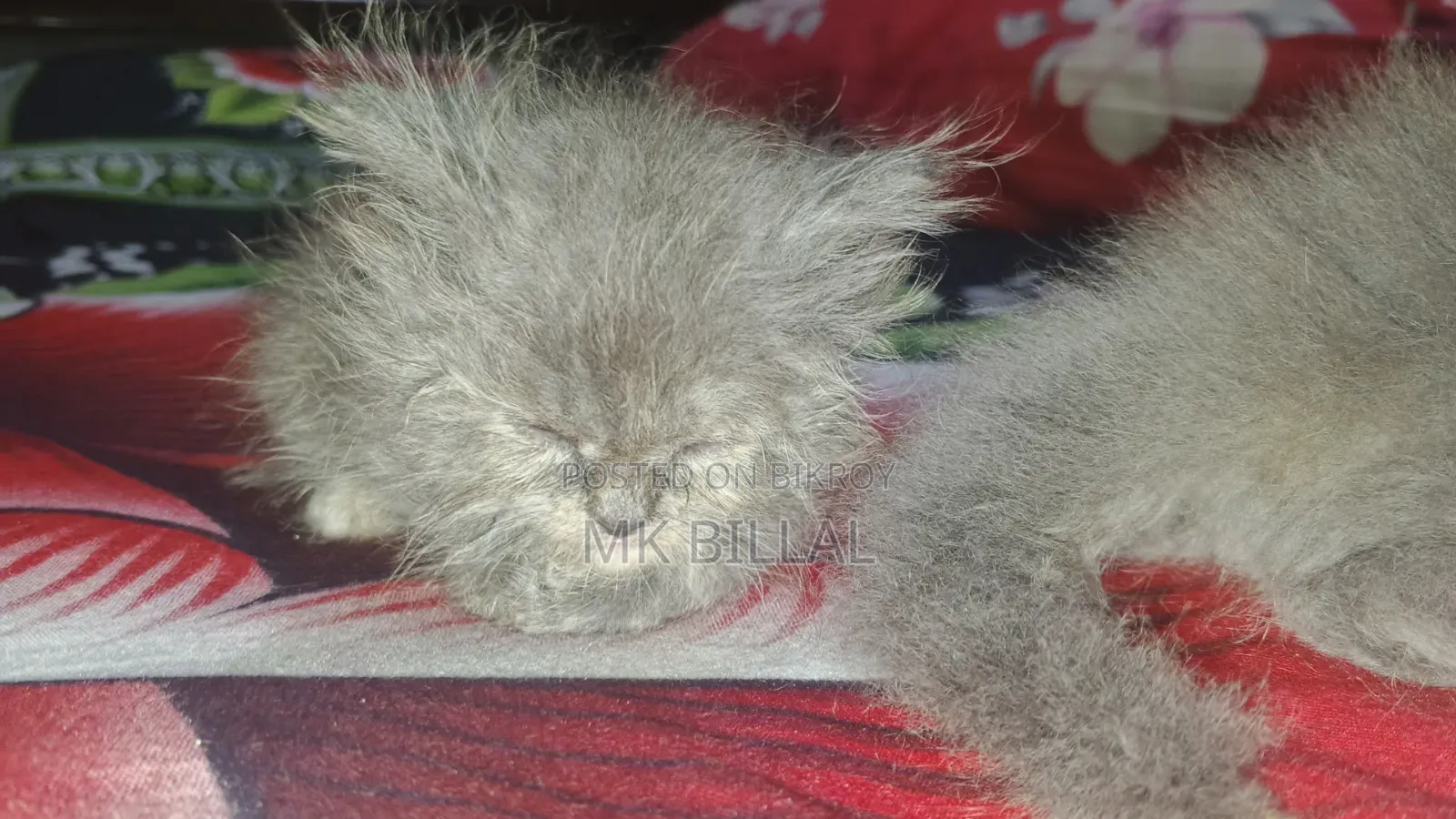 0-1 Month Female Purebred Persian