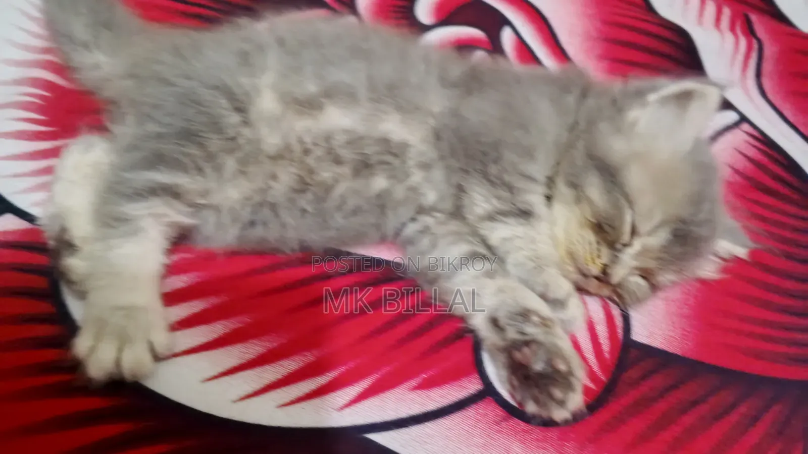 0-1 Month Female Purebred Persian
