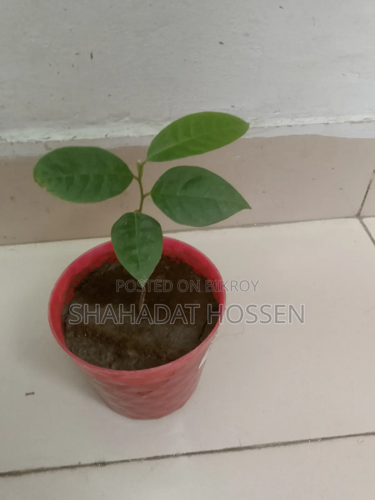 Custard Apple Plant