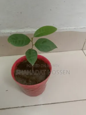 Custard Apple Plant