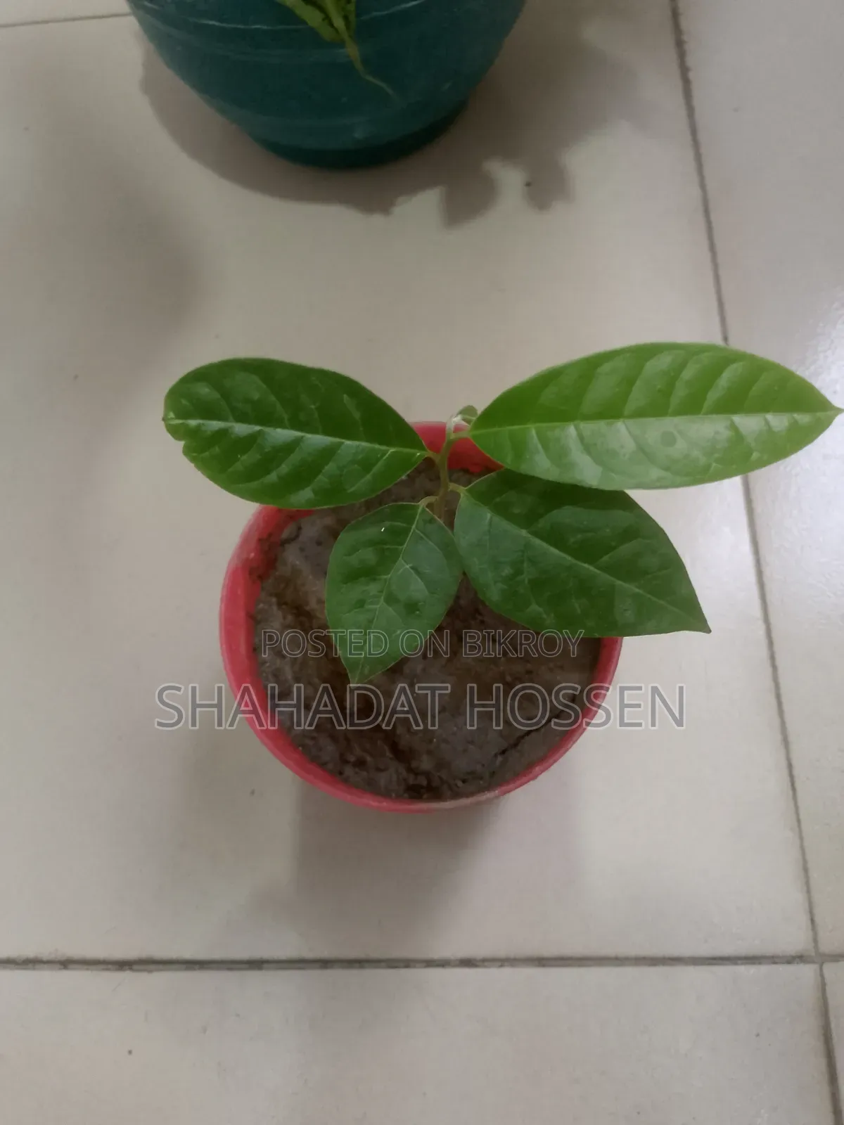 Custard Apple Plant