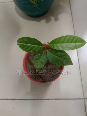 Custard Apple Plant