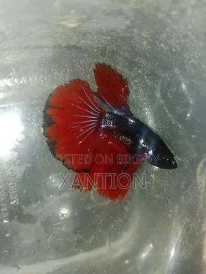 Fancy Betta