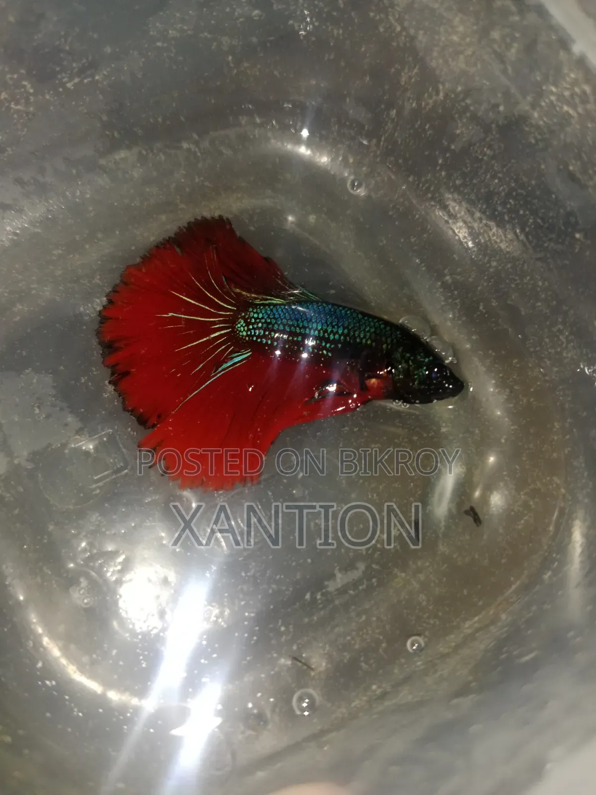 Fancy Betta