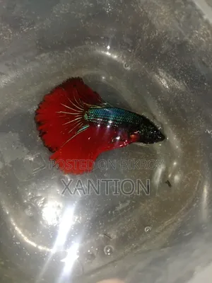 Fancy Betta