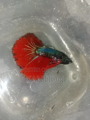 Fancy Betta