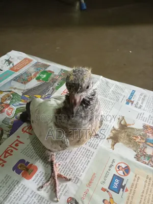 কবুতরের বাচ্চা