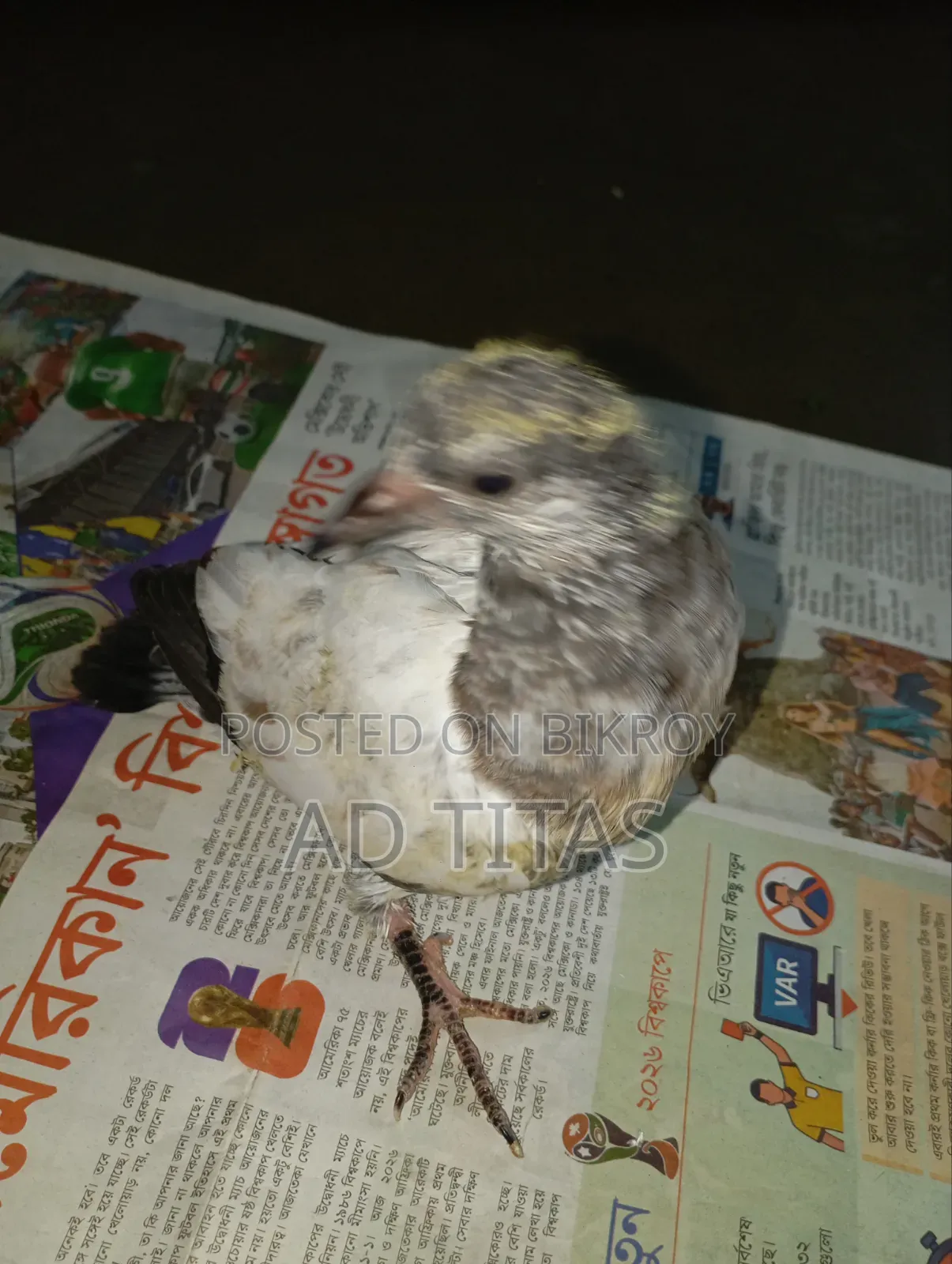 কবুতরের বাচ্চা