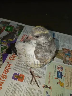 কবুতরের বাচ্চা