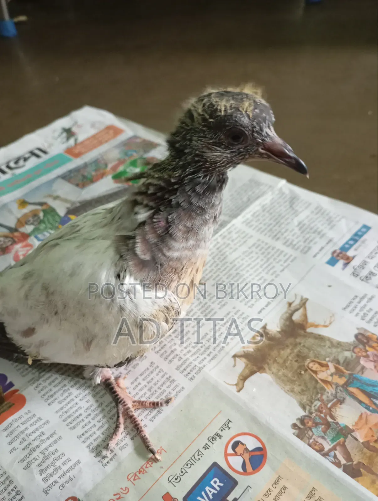 কবুতরের বাচ্চা