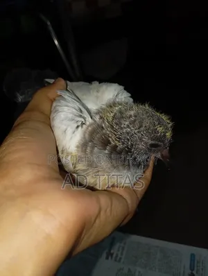 কবুতরের বাচ্চা