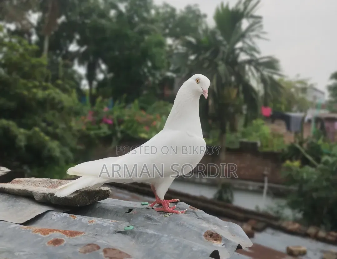 গিরিবাজ কবুতর