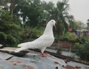গিরিবাজ কবুতর