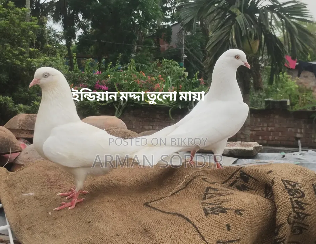 গিরিবাজ কবুতর