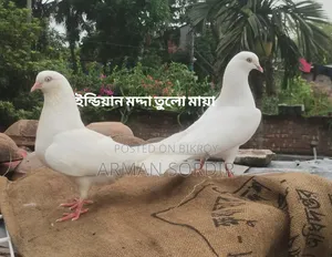গিরিবাজ কবুতর