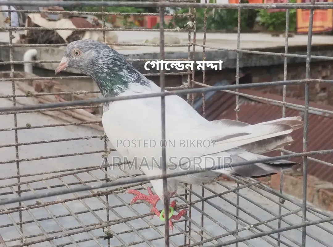 গিরিবাজ কবুতর