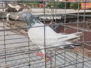 গিরিবাজ কবুতর
