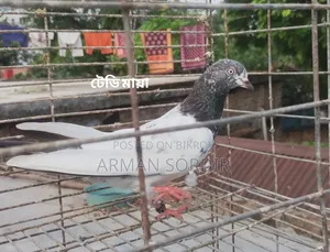 গিরিবাজ কবুতর