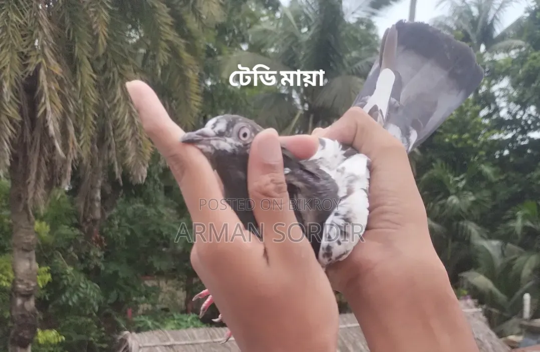 গিরিবাজ কবুতর