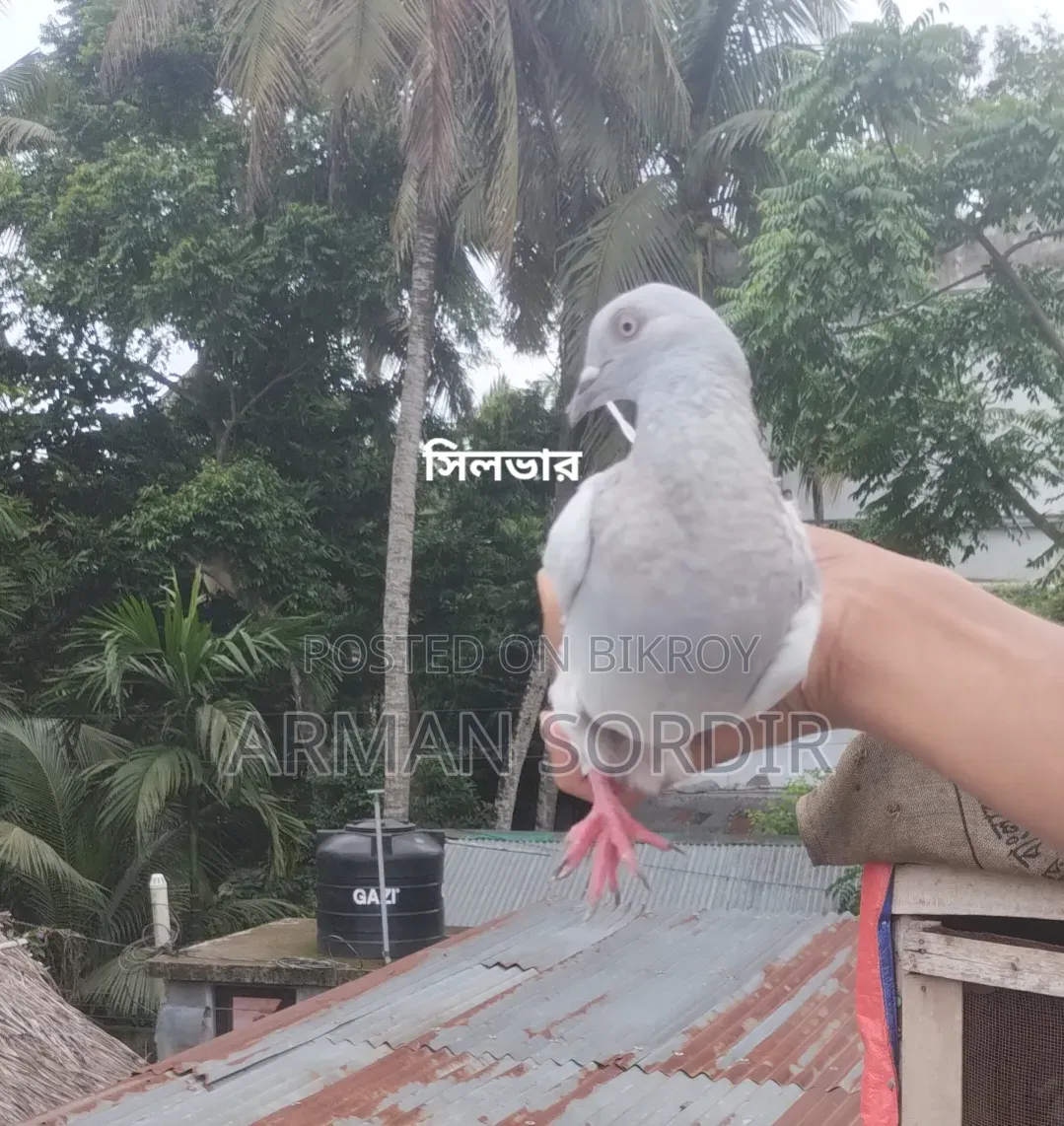 গিরিবাজ কবুতর