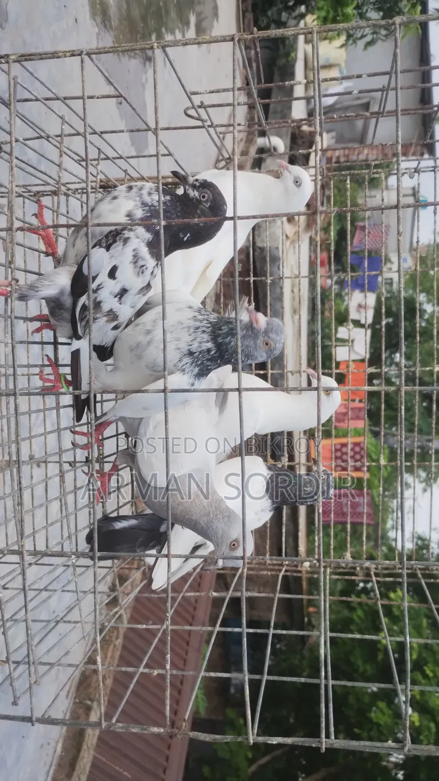 গিরিবাজ কবুতর