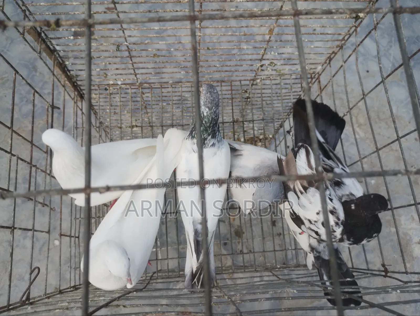 গিরিবাজ কবুতর