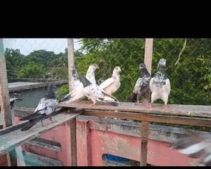 পাকিস্থানী হাইফ্লাইয়ার কবুতর