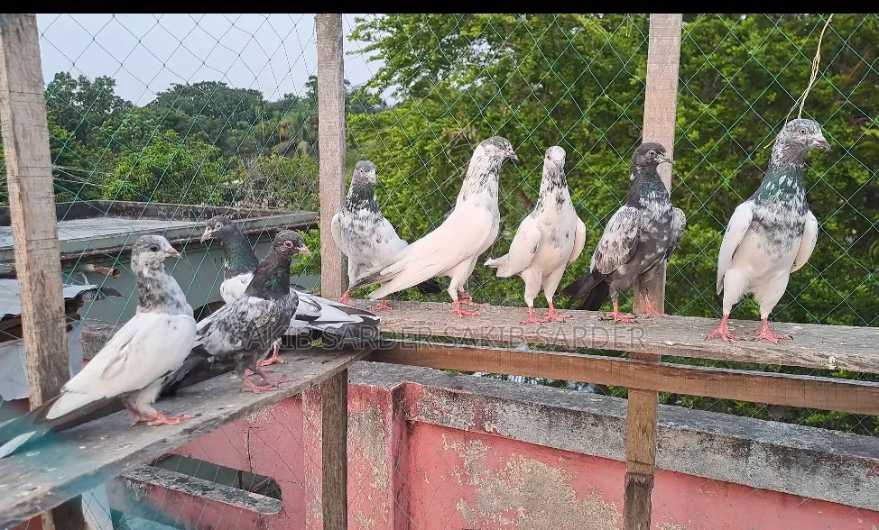 পাকিস্থানী হাইফ্লাইয়ার কবুতর