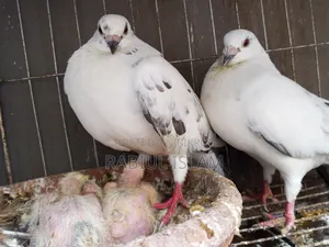 A pair of running Grizzle pigeons with two chicks for sale