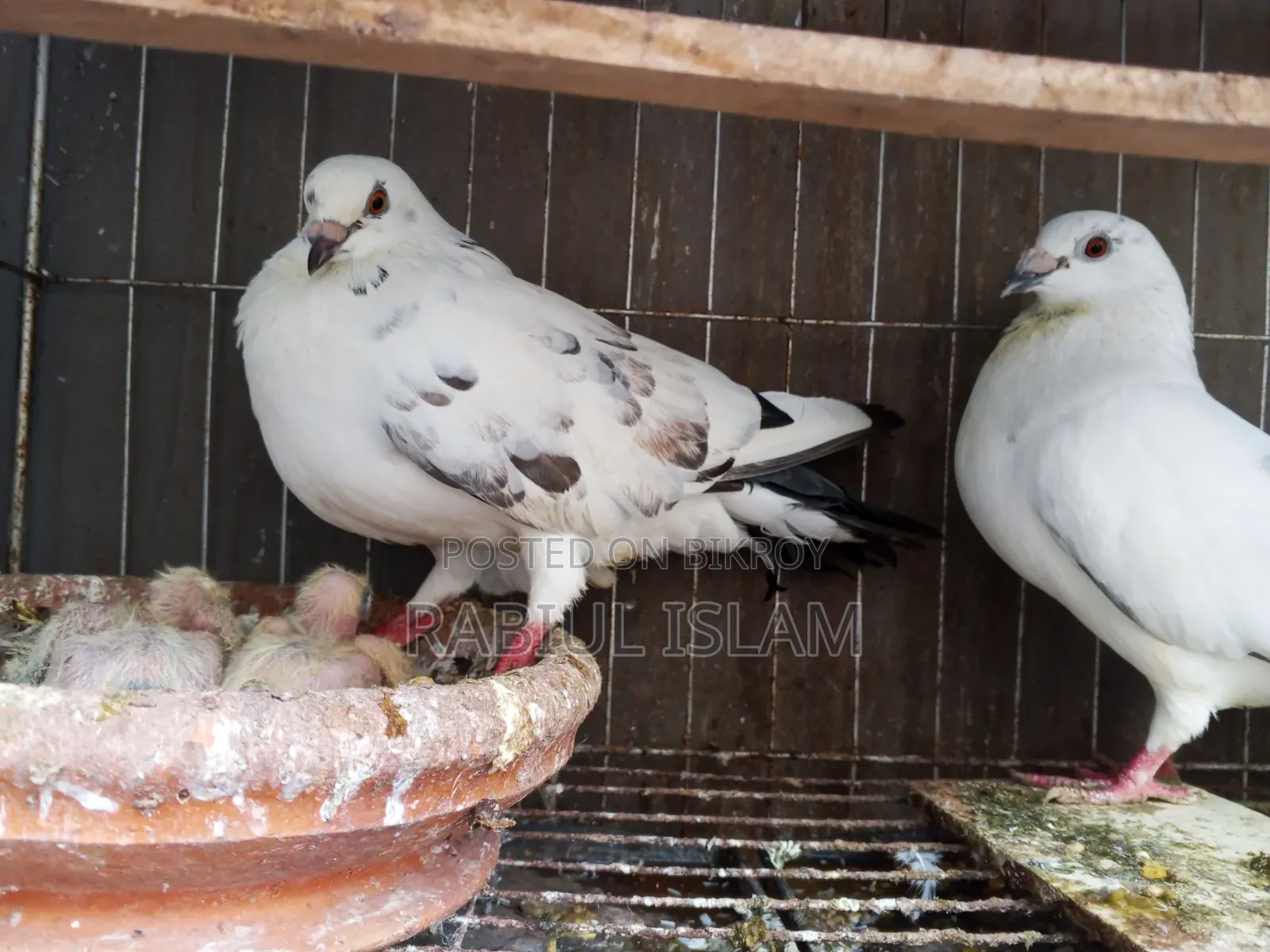 A pair of running Grizzle pigeons with two chicks for sale
