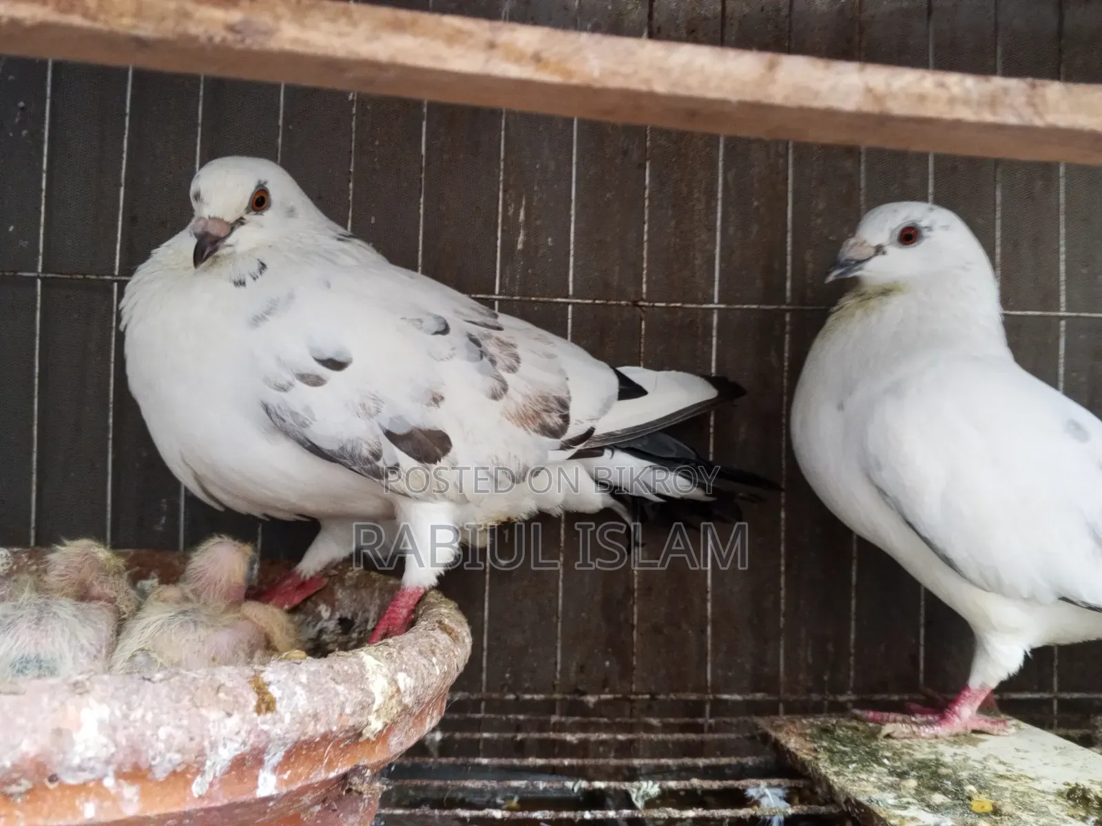 A pair of running Grizzle pigeons with two chicks for sale