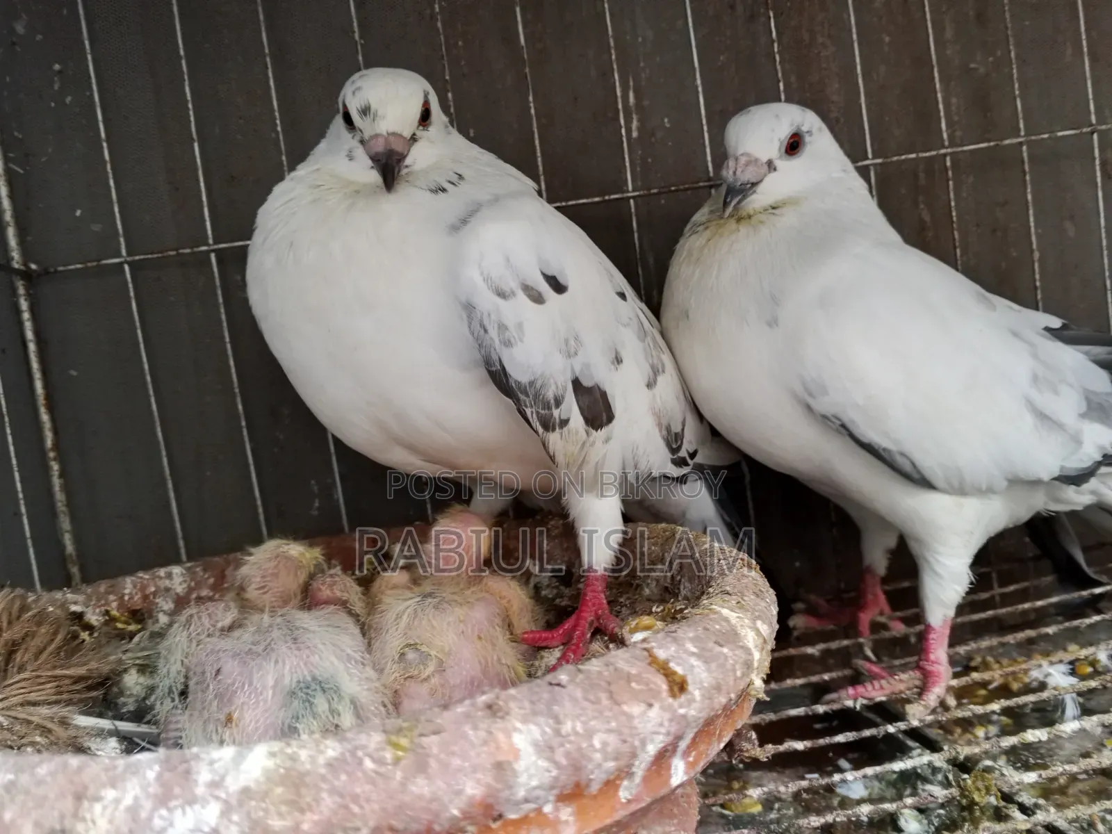 A pair of running Grizzle pigeons with two chicks for sale