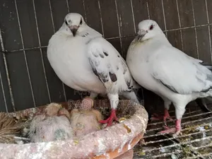 A pair of running Grizzle pigeons with two chicks for sale