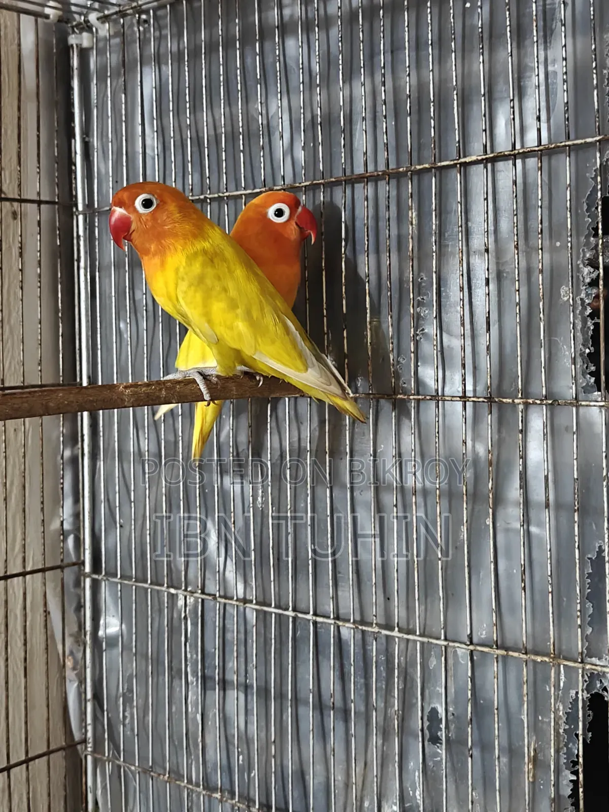 A pair of running Lovebirds and one Red-eye baby Lovebird