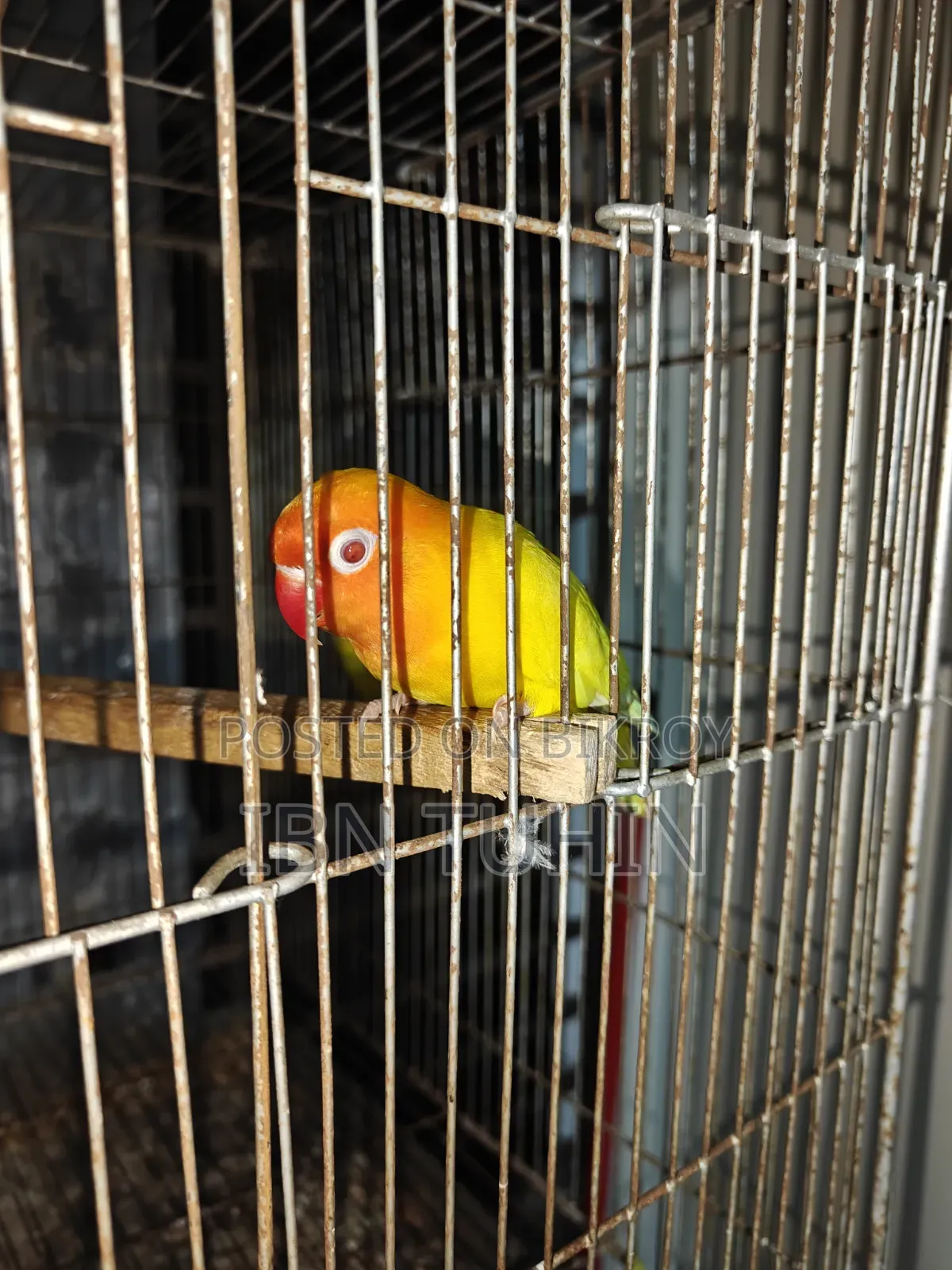 A pair of running Lovebirds and one Red-eye baby Lovebird