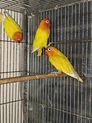 A pair of running Lovebirds and one Red-eye baby Lovebird