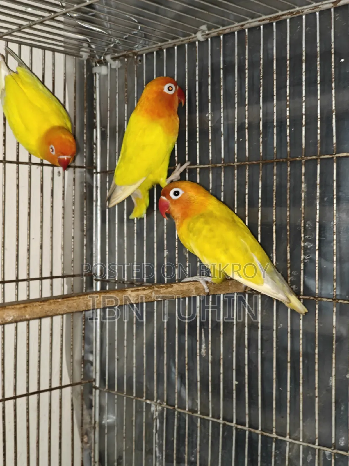 A pair of running Lovebirds and one Red-eye baby Lovebird